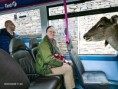 /album/photogallery/bus-leeds-12-jpg1/